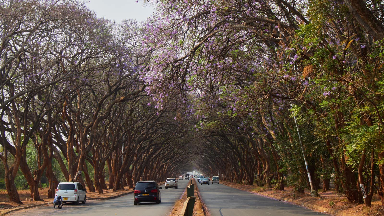 Jacaranda-lined avenue in Harare